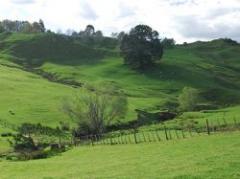 Nueva Zelanda toma medidas para restringir venta de tierras a extranjeros