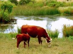 Veterinarios alertan extremar cuidados previo al entore