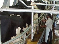 Lecheros rumbo a récord de producción de leche