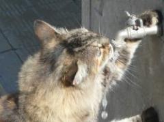 La rápida lengua de los gatos