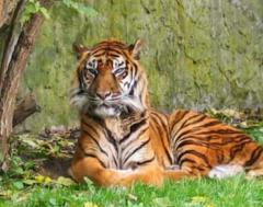 ¿El tigre en peligro de extinción?