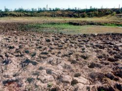 Piden apurar declaración de "emergencia agropecuaria"