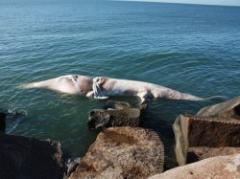 Otra ballena muerta recaló en costa uruguaya