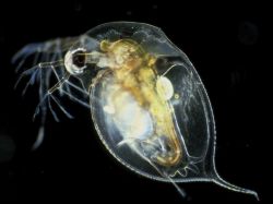 Hallan el organismo con más genes: "la pulga de agua"