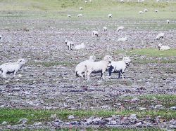 Las lluvias aliviaron la sequía en el norte del país