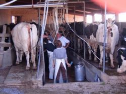 Tamberos esperan una suba en el precio de la leche