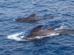 Hallan más de 100 ballenas muertas en Nueva Zelanda