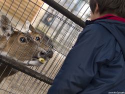 Liberan animales del zoológico de Minas