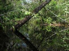 Amazonas: fuertes sequías aceleran calentamiento global