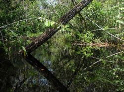 Amazonas: fuertes sequías aceleran calentamiento global