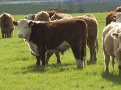 ¿Hay que limitar o prohibir la exportación de ganado en pie?