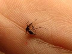 Paraguay en alerta por dengue