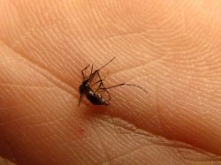 Paraguay en alerta por dengue