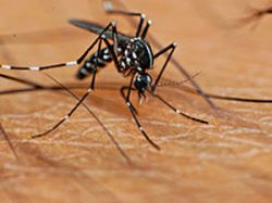 Conozca las precauciones para combatir al virus del dengue