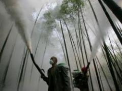 Pesticidas reducirían coeficiente intelectual en bebés