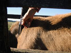 La ganadería uruguaya y sus temas pendientes en materia sanitaria