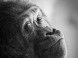 Los Chimpancé tienen conciencia de si mismos