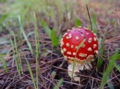 Curiosas criaturas descubiertas el año pasado