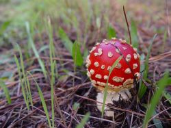 Curiosas criaturas descubiertas el año pasado