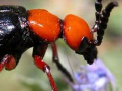 Increíbles especies fueron descubiertas en 2010