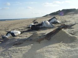 Los pingüinos habrían muerto de manera natural