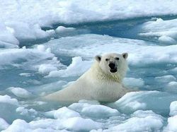 Científico español dice que el Ártico se quedará sin hielo en 2018