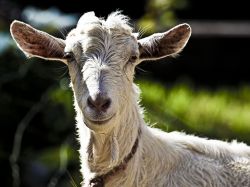 Cabras uruguayas poseen virus similar al VIH humano