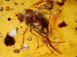 Perú: científicos hallan fosilizadas insectos extintos