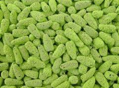 Alemania declaró fin del brote de E.coli