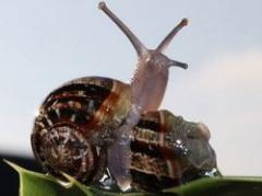 Invasión de caracoles asiáticos en costas uruguayas