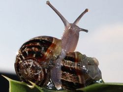 Invasión de caracoles asiáticos en costas uruguayas