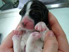 Científicos surcoreanos crean perro fluorescente