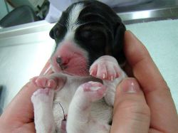 Científicos surcoreanos crean perro fluorescente