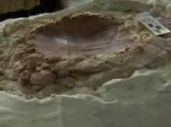 Encuentran fósiles de la tortuga más antigua de Uruguay