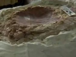 Encuentran fósiles de la tortuga más antigua de Uruguay