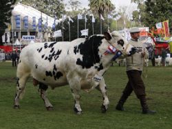 ¡Comenzó la Expo Prado!