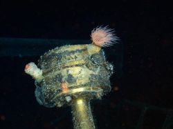 Hallan buque hundido con metales preciosos