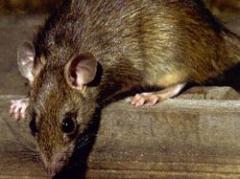 Peste bubónica del siglo XIV originaría brotes actuales