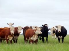 Cae stock vacuno según informe de Dicose