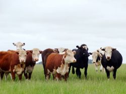 Cae stock vacuno según informe de Dicose