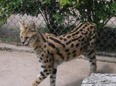 Aquí hay gato incautado