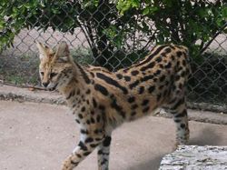 Aquí hay gato incautado