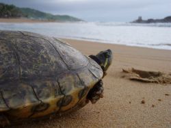 Prohíben pesca para que tortugas aniden en India