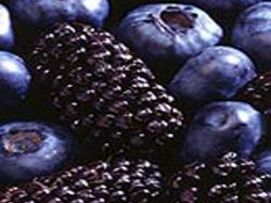 Arándanos: cuestionan "seguridad jurídica" de Uruguay