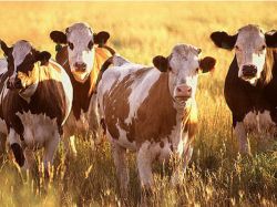 Llega Hernandarias a nuestra tierra