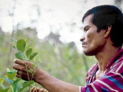 Pueblos del Amazonas van a enfrentar negocio del carbono