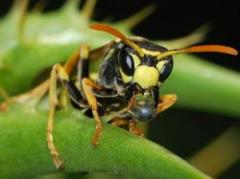 Descubren que las avispas se reconocen por la cara