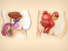 ¿Cómo nos reproducimos?