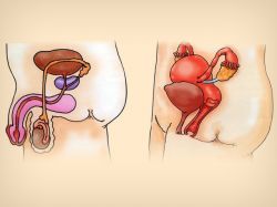 ¿Cómo nos reproducimos?