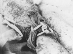 Argentina: entregan pruebas sobre "vuelos de la muerte"